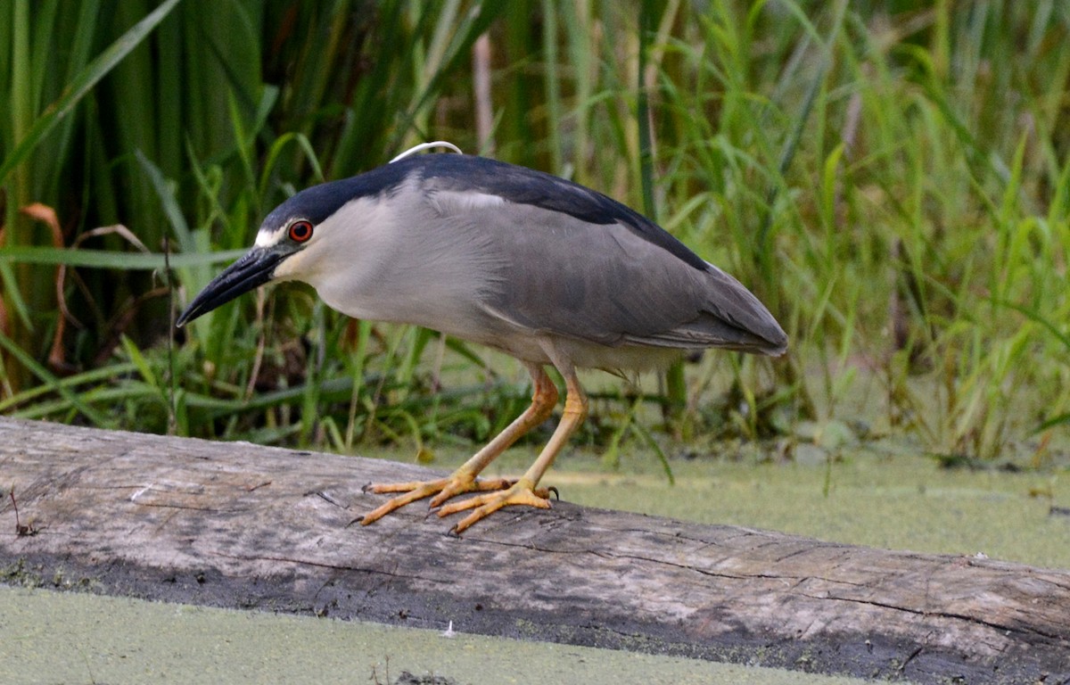 Black-crowned Night Heron - ML61446591