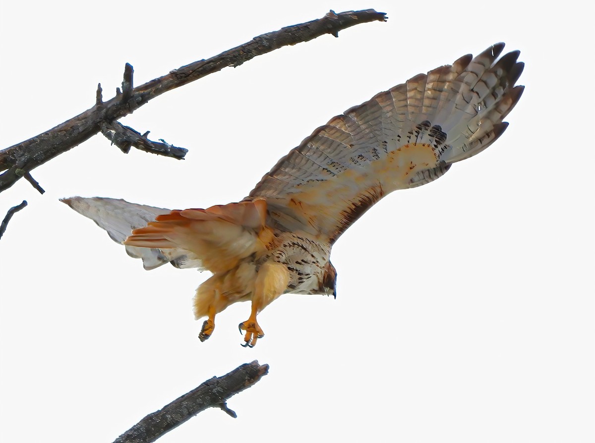 Red-tailed Hawk - ML614465932
