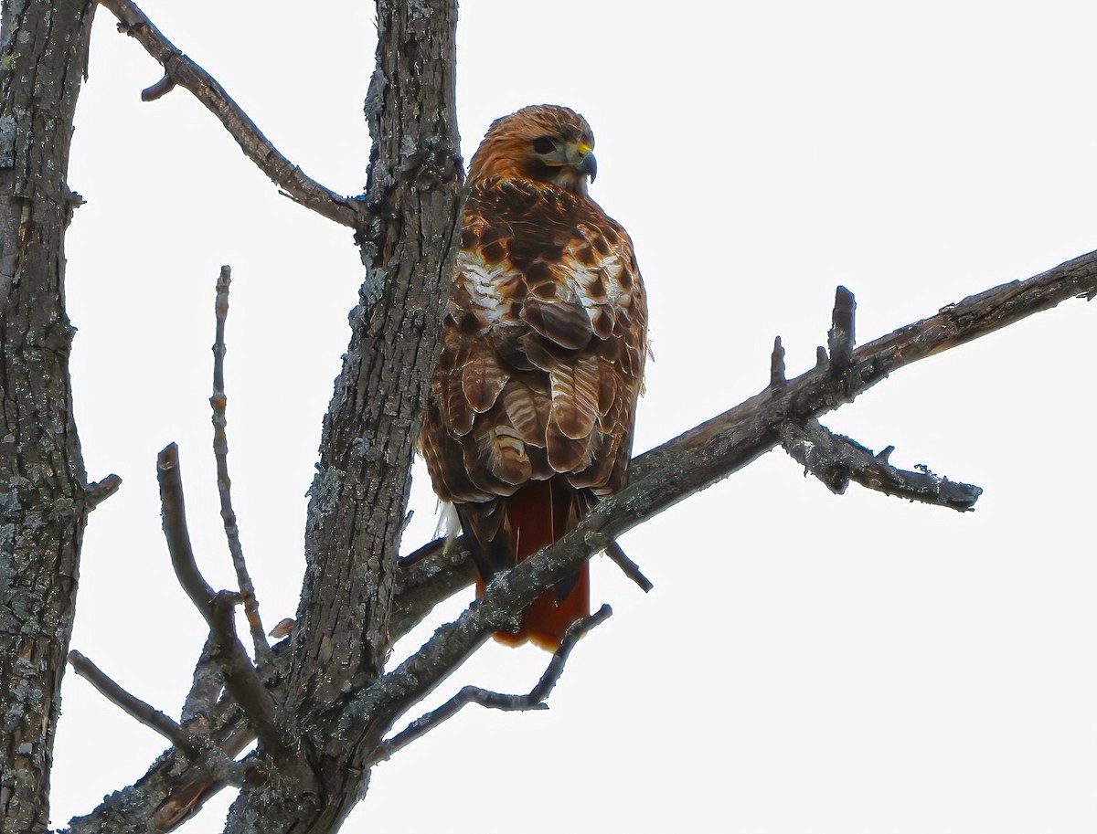 Red-tailed Hawk - ML614465933
