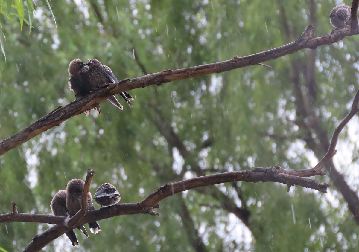 Dusky Woodswallow - ML614465995