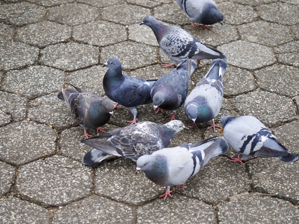 Rock Pigeon (Feral Pigeon) - ML614465997