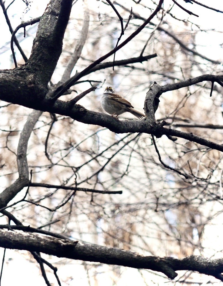 White-throated Sparrow - ML614466007