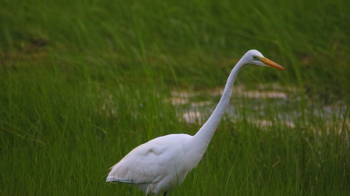 Great Egret - ML61446601