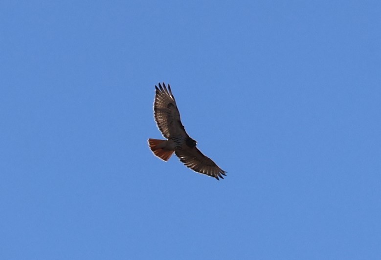 Red-tailed Hawk - ML614466012