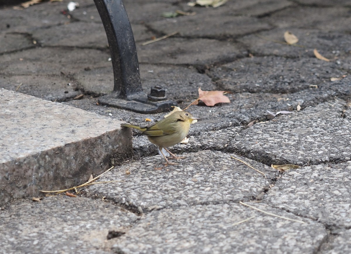 Common Yellowthroat - ML614466017