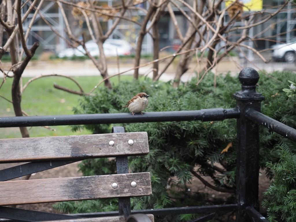 House Sparrow - ML614466031