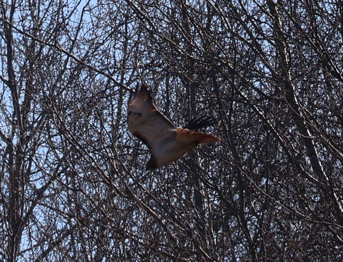 Red-tailed Hawk - ML614466033