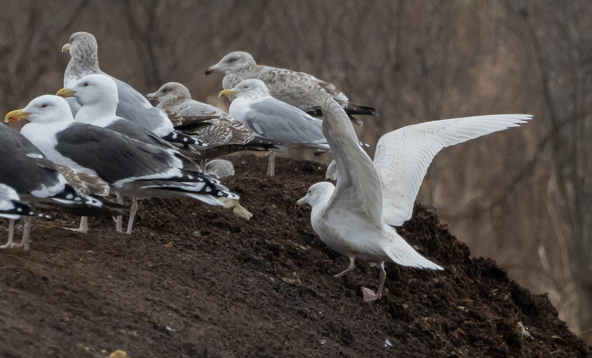 Glaucous Gull - ML614466112