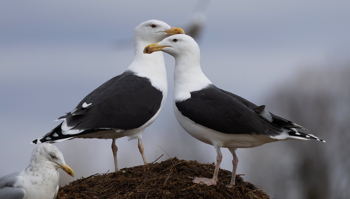 Great Black-backed Gull - ML614466126