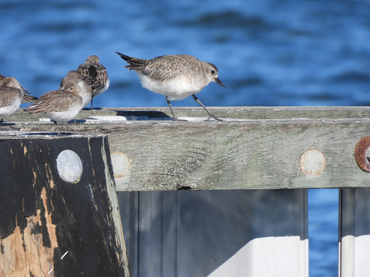 Black-bellied Plover - ML614466173