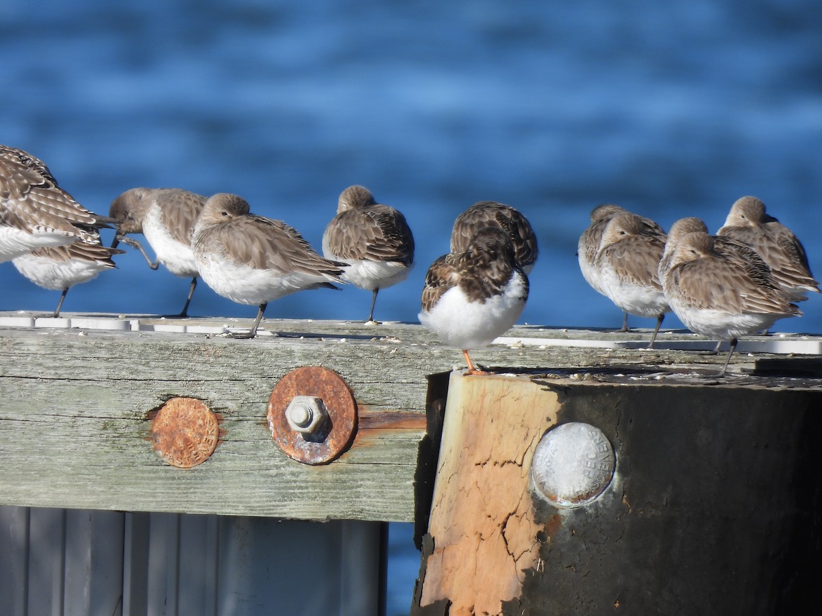 Ruddy Turnstone - Jennifer Wilson-Pines