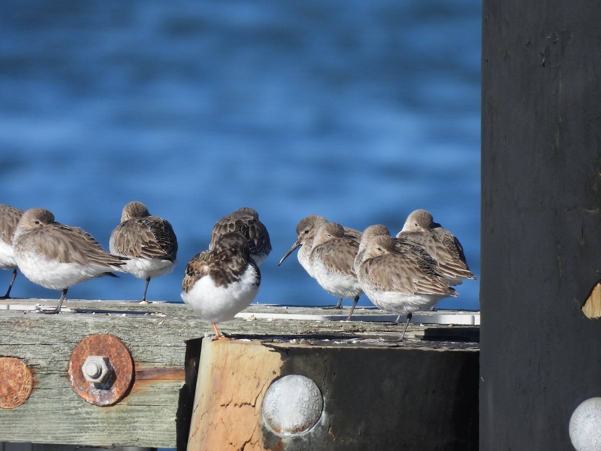 Ruddy Turnstone - ML614466185