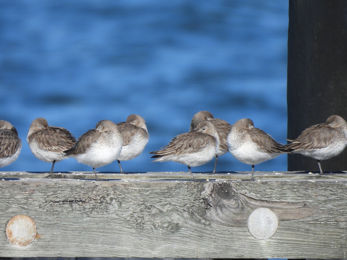 Dunlin - ML614466211