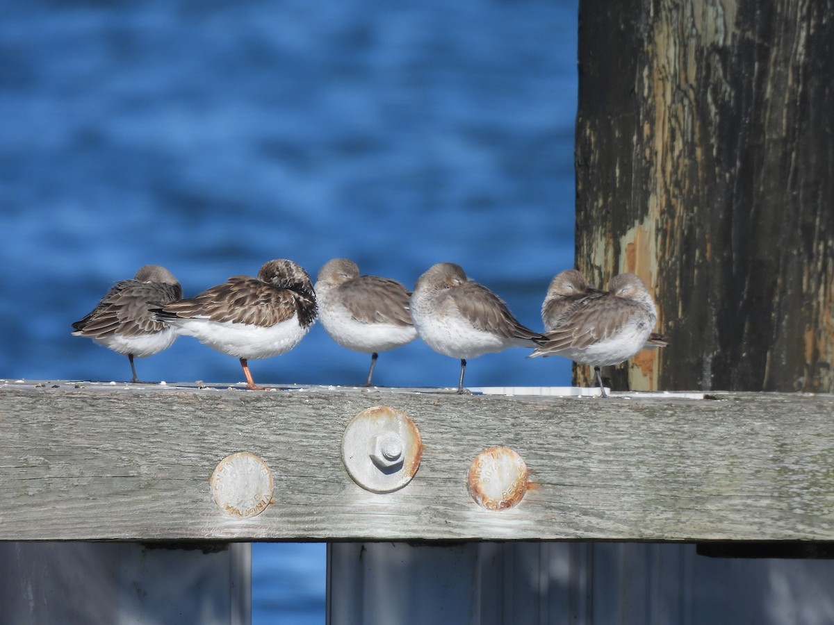 Dunlin - ML614466213