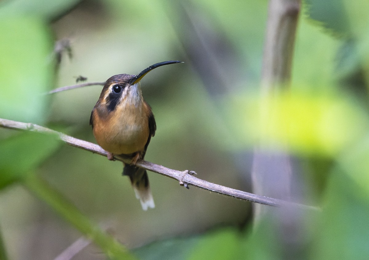 Gray-chinned Hermit - ML614466215