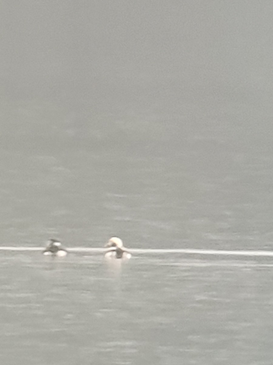 Long-tailed Duck - ML614466219