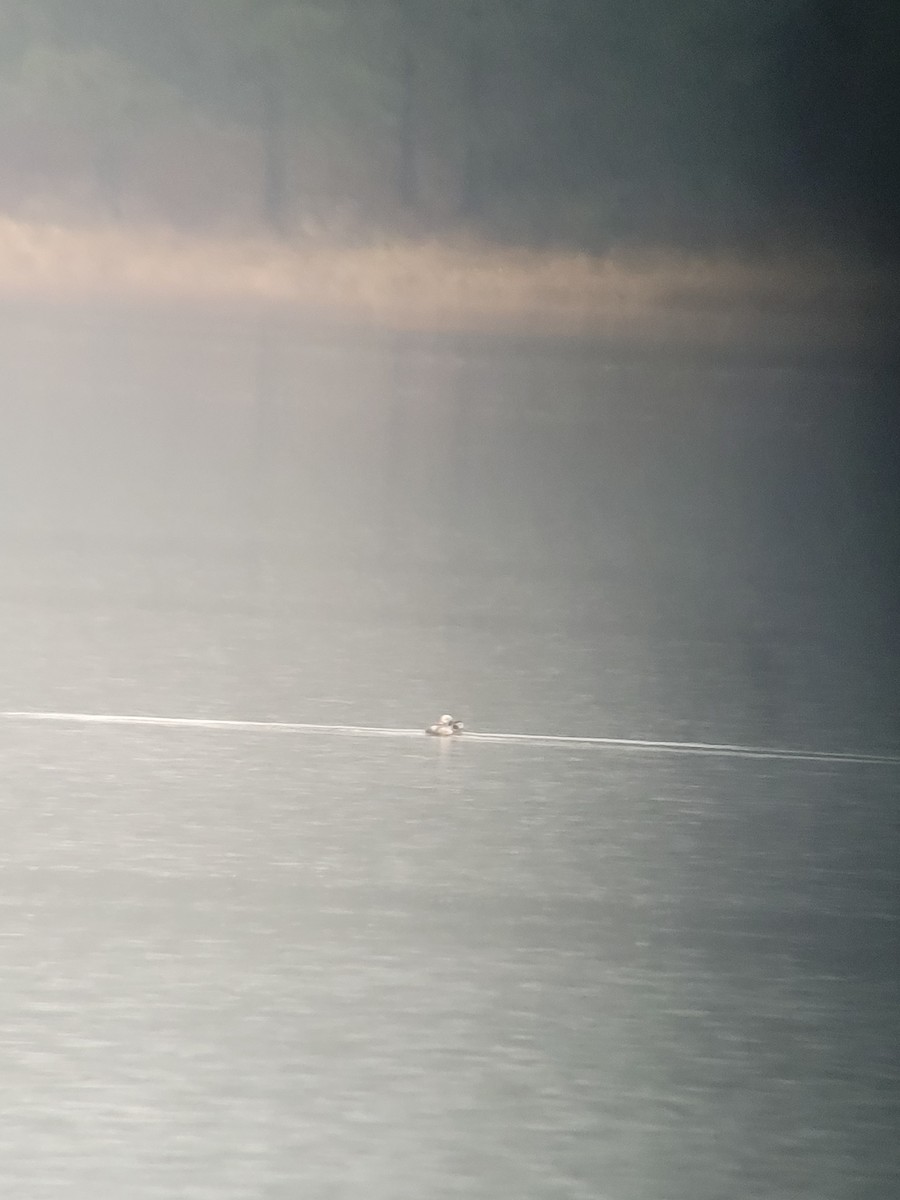 Long-tailed Duck - ML614466220