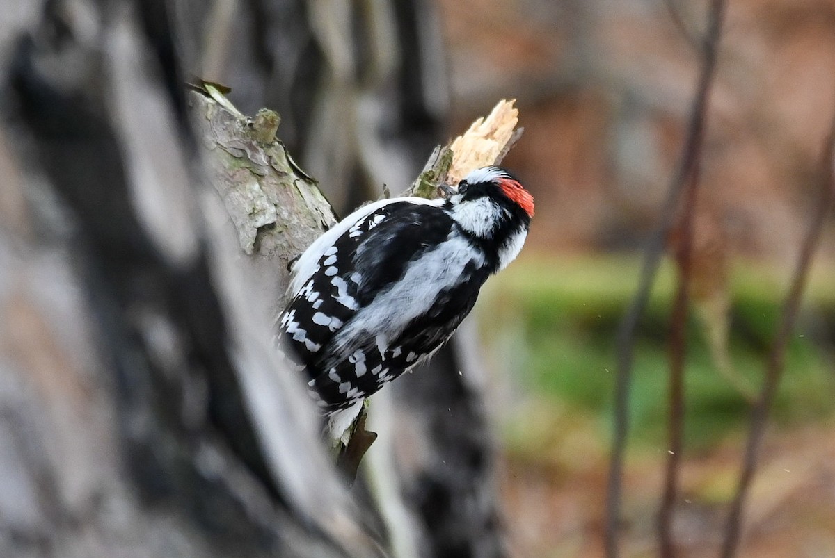 Downy Woodpecker - Patty Masten