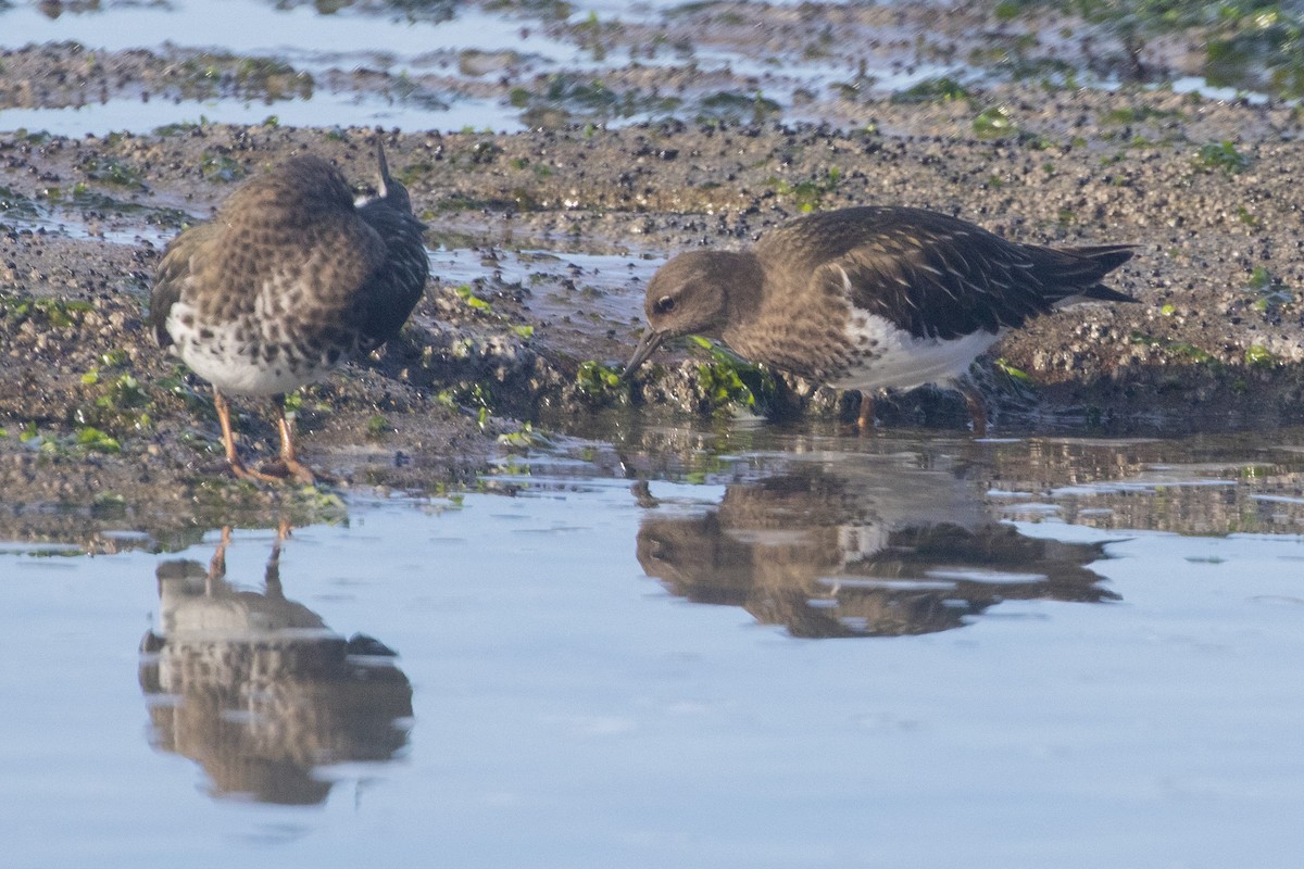 Black Turnstone - ML614466263