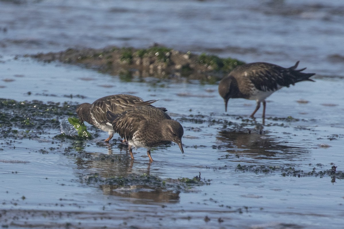 Black Turnstone - ML614466264