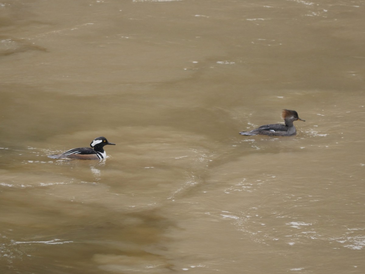 Hooded Merganser - ML614466317