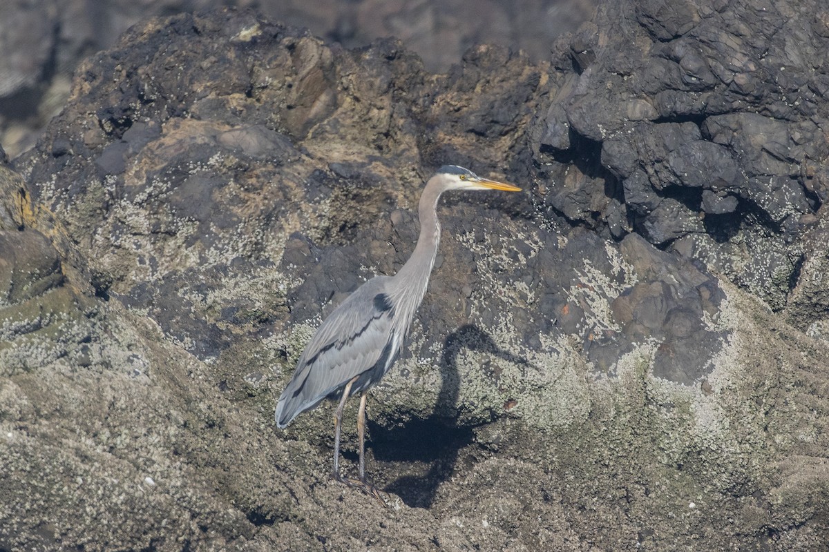 Great Blue Heron - ML614466334