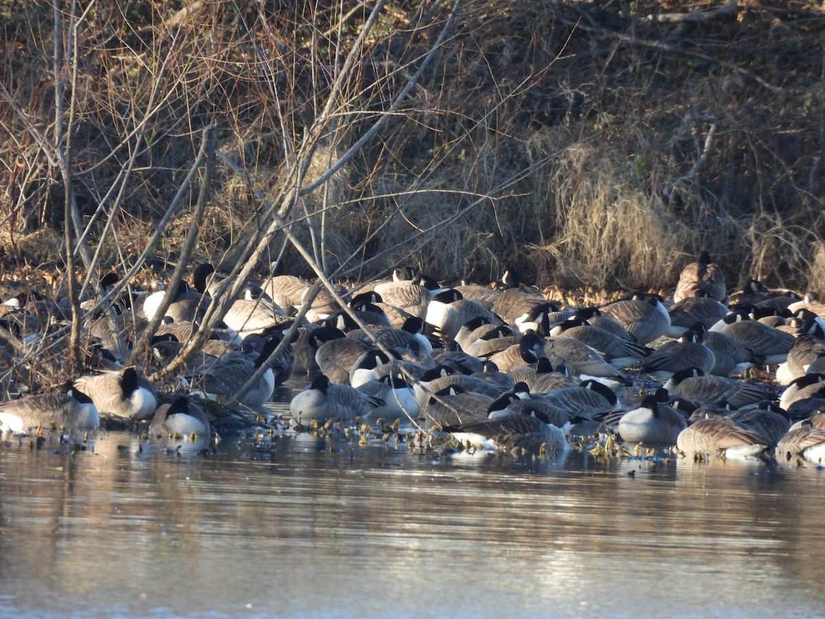 Canada Goose - ML614466387