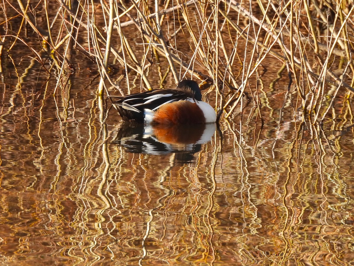 Northern Shoveler - ML614466407