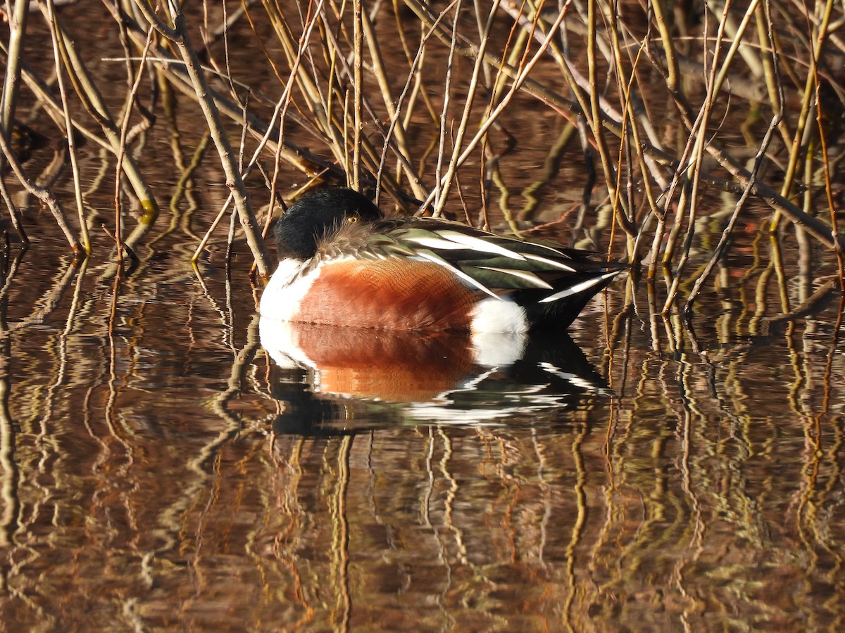 Northern Shoveler - ML614466408