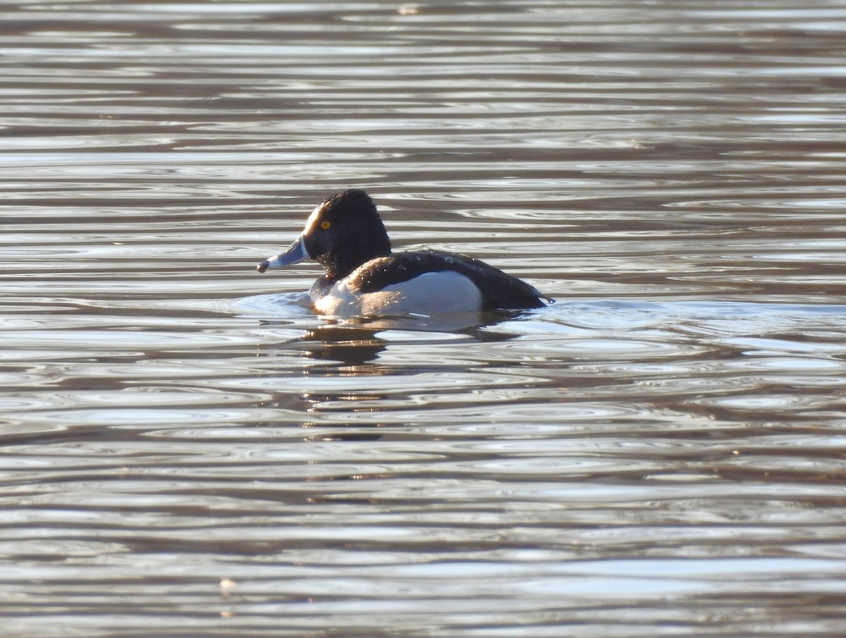 Ring-necked Duck - ML614466421