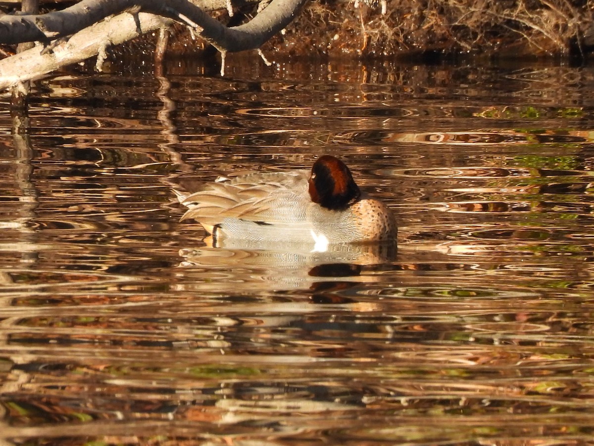 Green-winged Teal - ML614466461