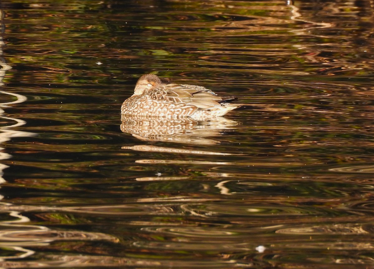 Green-winged Teal - ML614466462