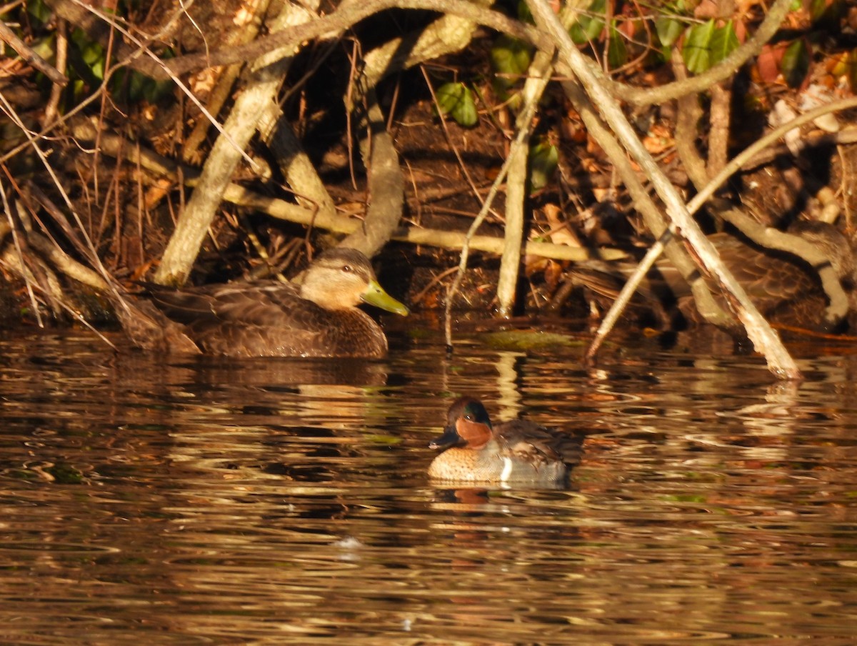 Green-winged Teal - ML614466463