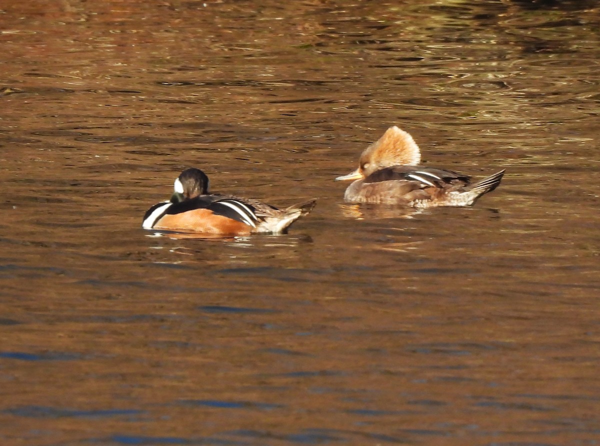 Hooded Merganser - Jennifer Wilson-Pines