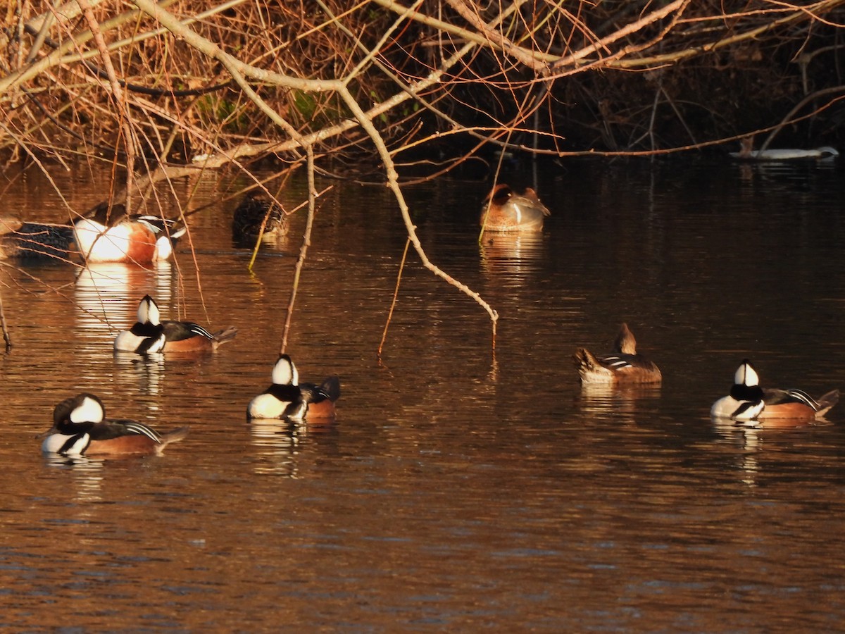 Hooded Merganser - ML614466494