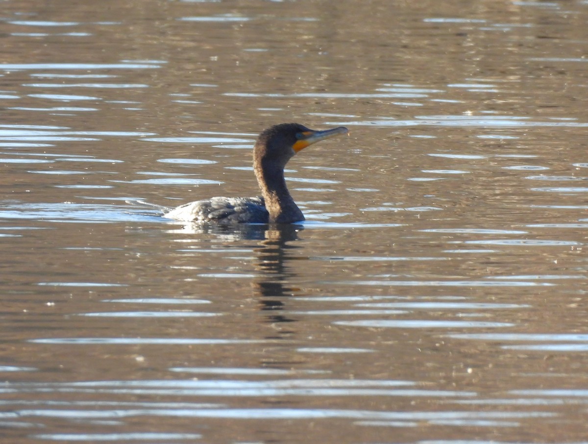 Double-crested Cormorant - ML614466507