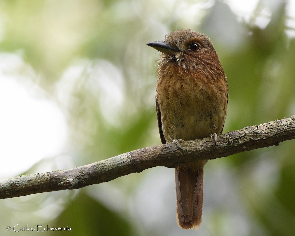 White-whiskered Puffbird - ML61446651