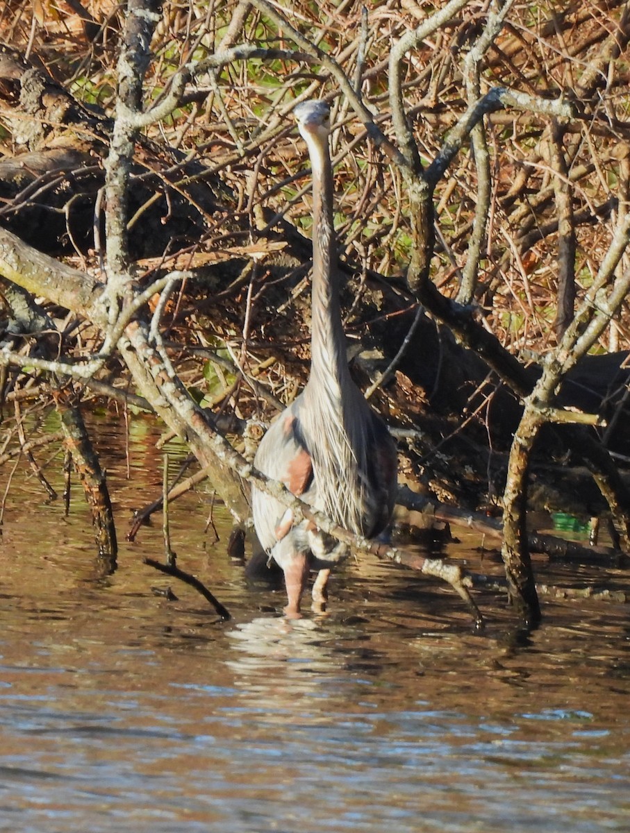 Great Blue Heron - ML614466534