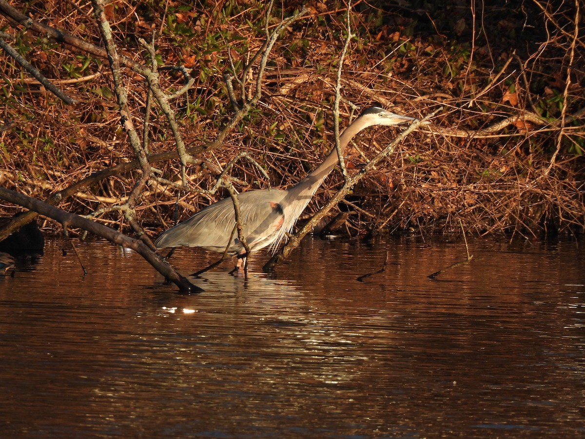 Great Blue Heron - ML614466535