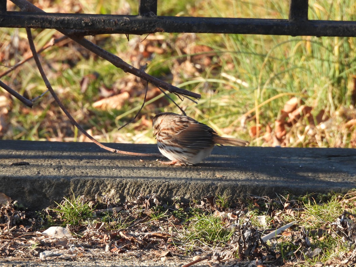 Song Sparrow - ML614466561