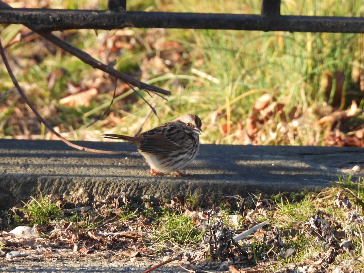 Song Sparrow - ML614466562