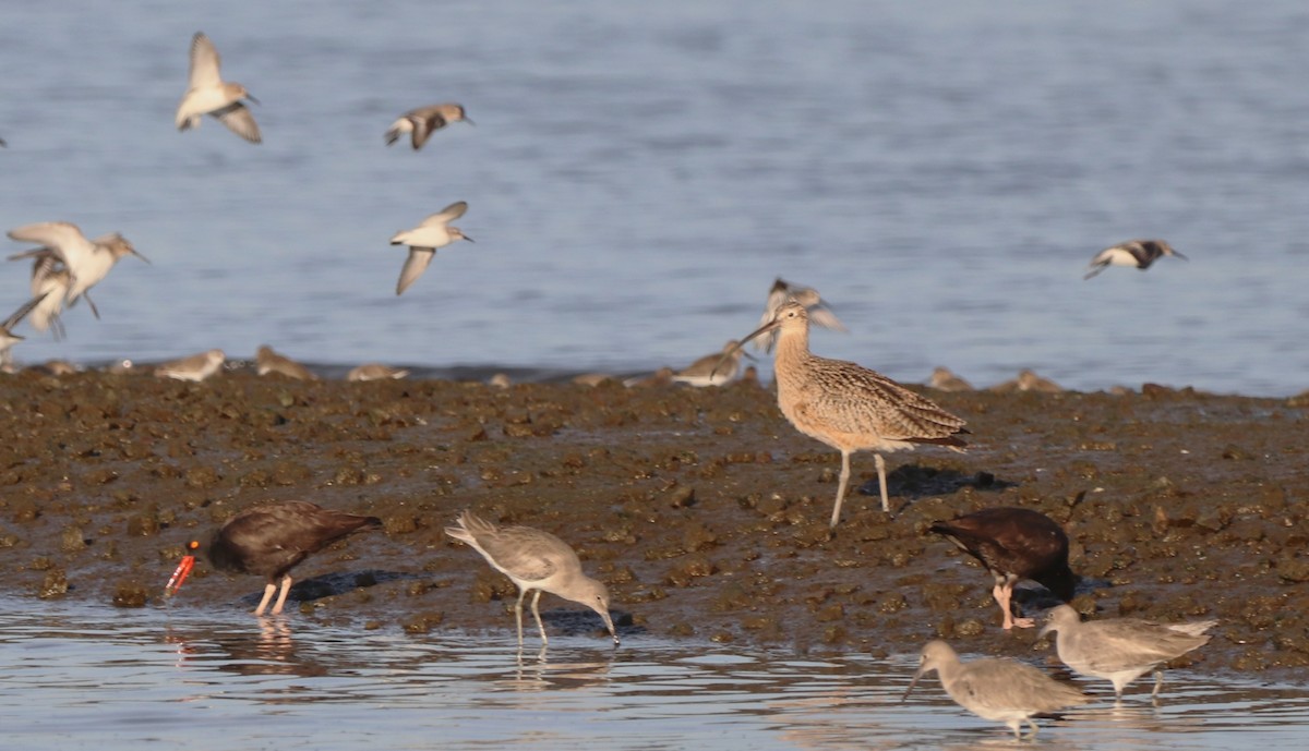 Black Oystercatcher - ML614466585