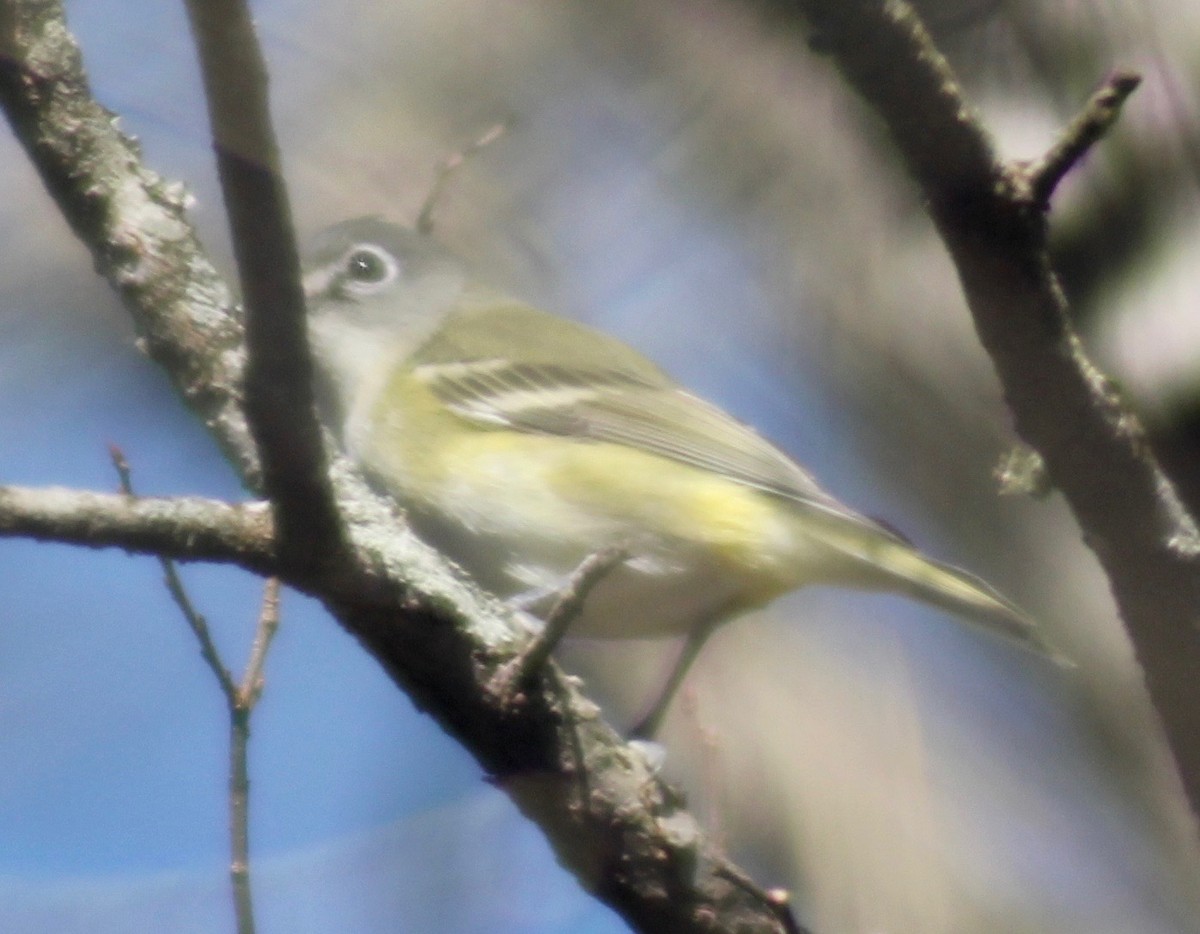 Blue-headed Vireo - David Brotherton, cc