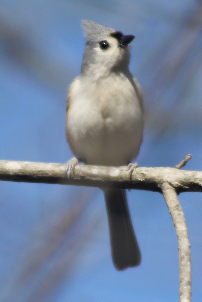 Tufted Titmouse - David Brotherton, cc