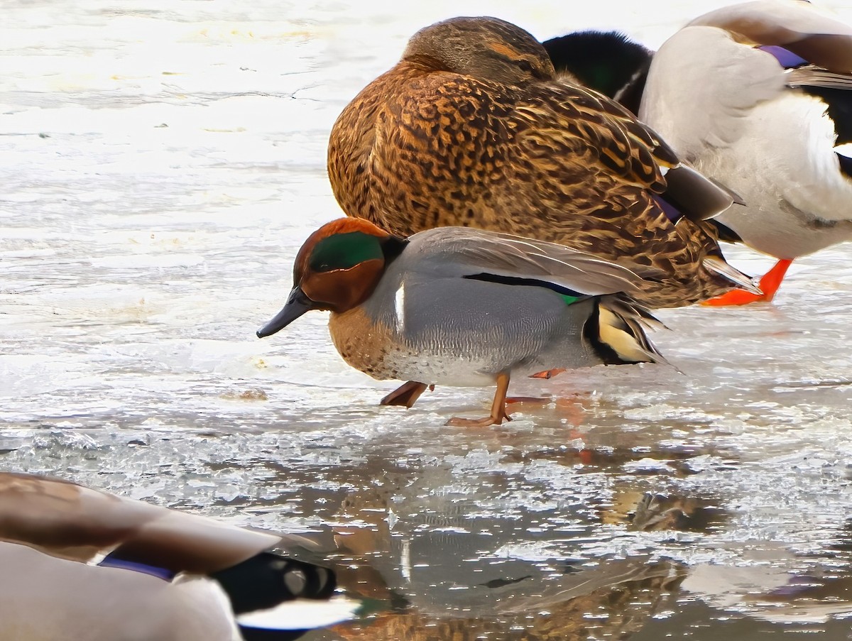 Green-winged Teal - Eric Patry