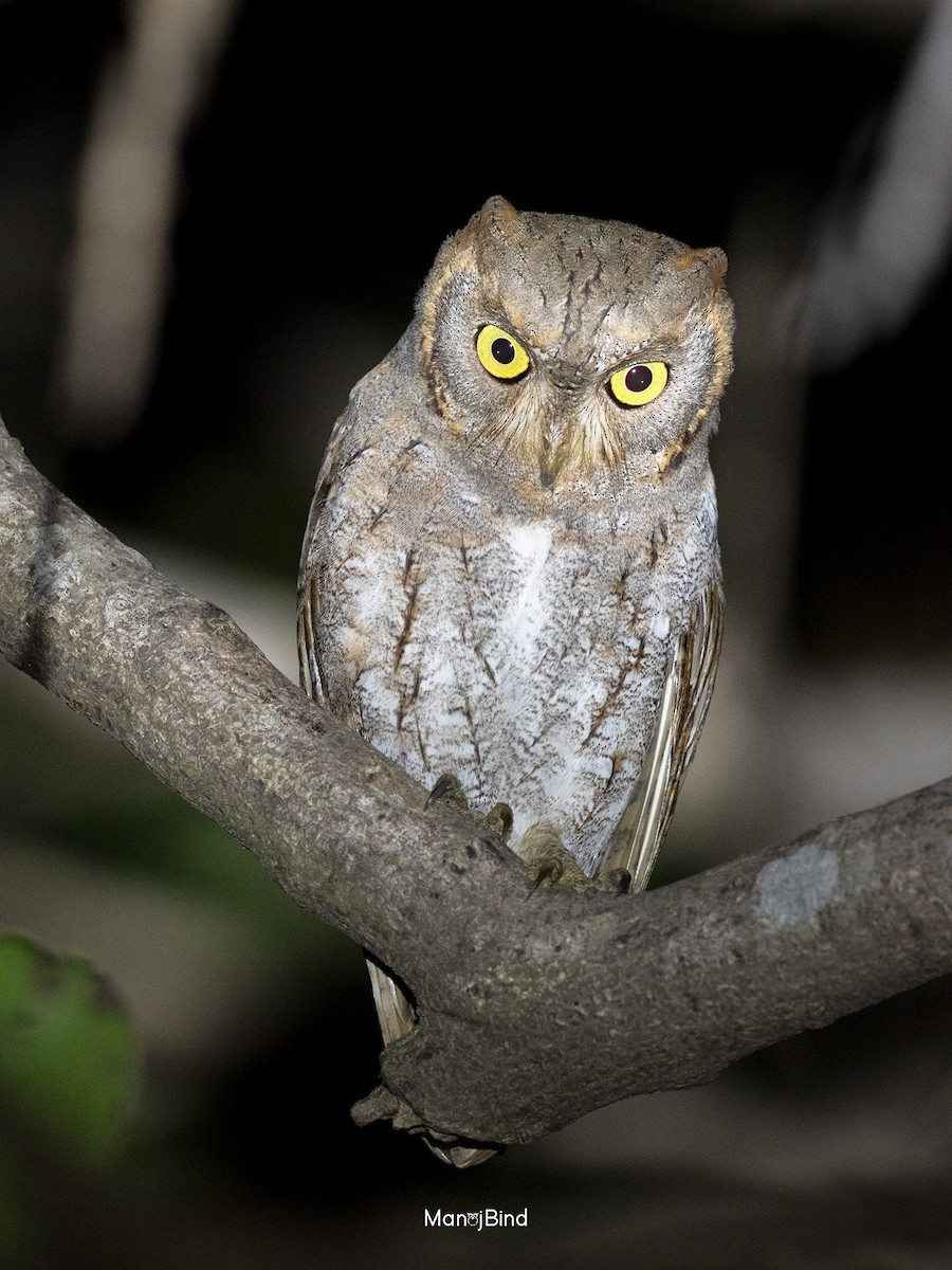 Oriental Scops-Owl - ML614466709