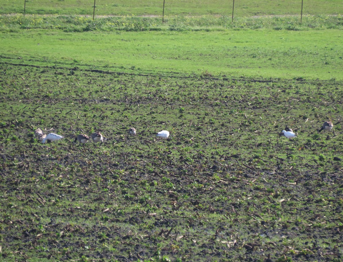 Snow Goose - ML614466722