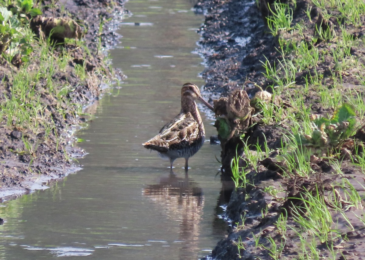 Wilson's Snipe - ML614466741