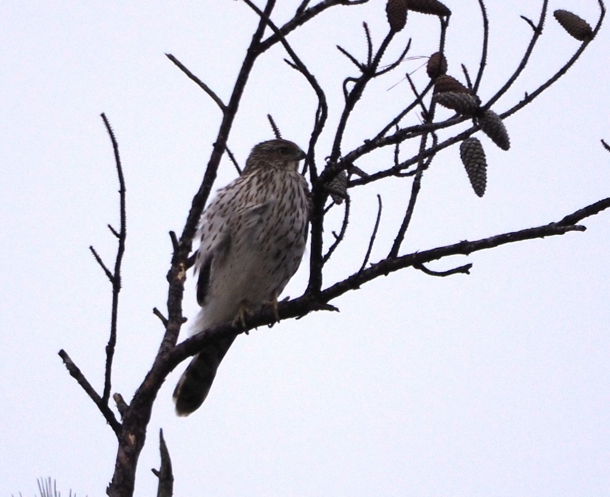 Cooper's Hawk - ML614466783