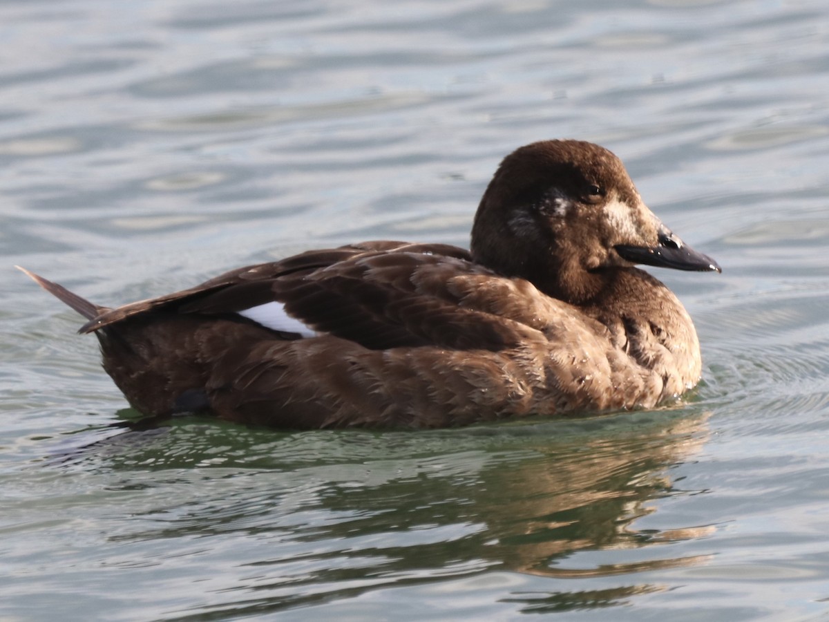 White-winged Scoter - Chris Overington